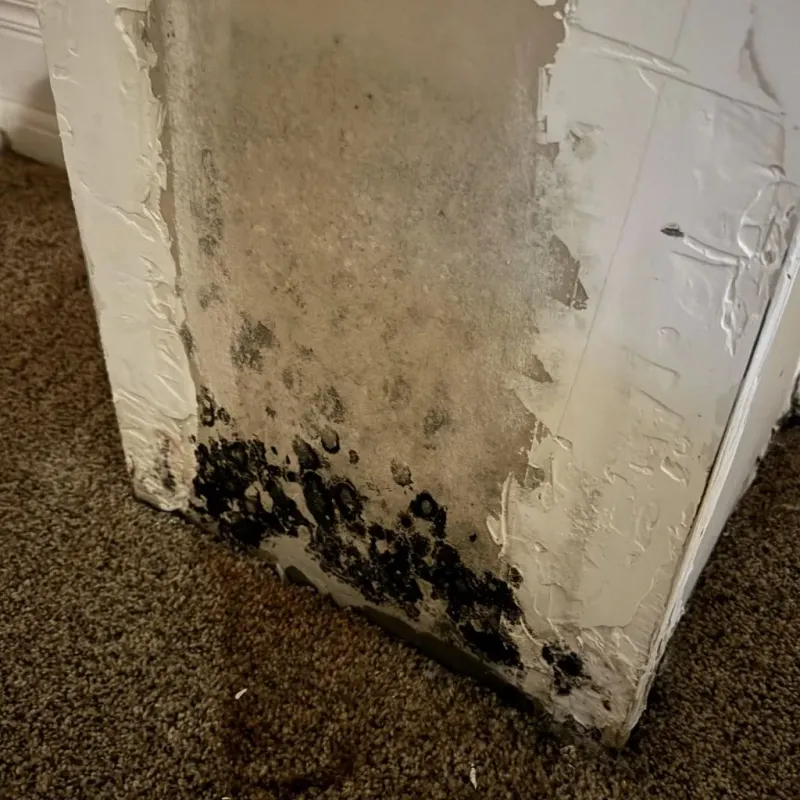 Professional Mold Removal in Jasper, IN